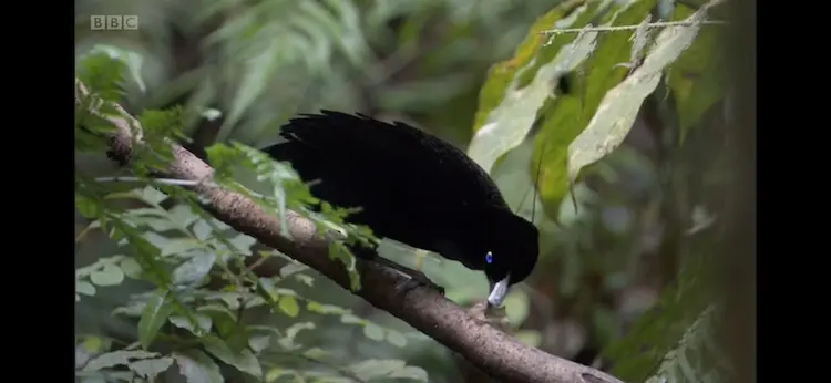 Lawes's parotia (Parotia lawesii lawesii) as shown in Planet Earth - From Pole to Pole